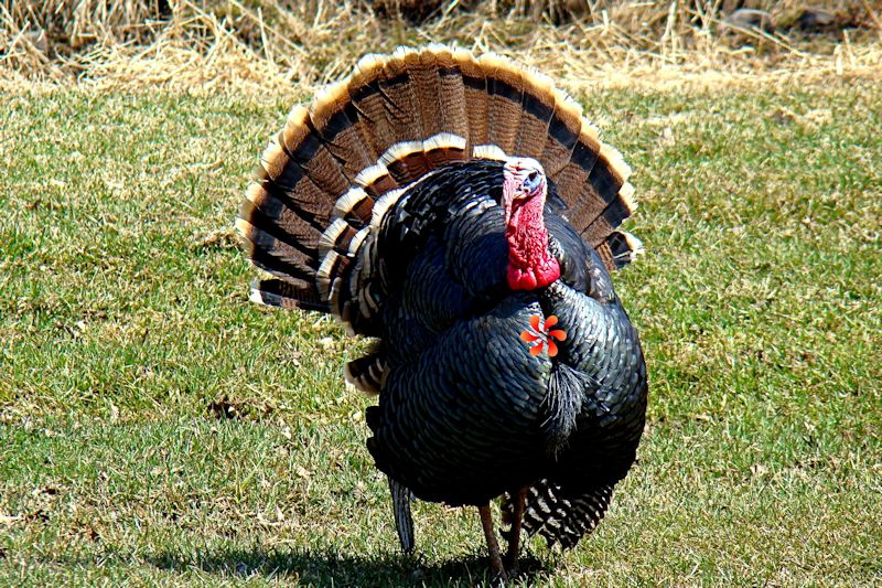 Shot Placement When Bowhunting for Turkeys